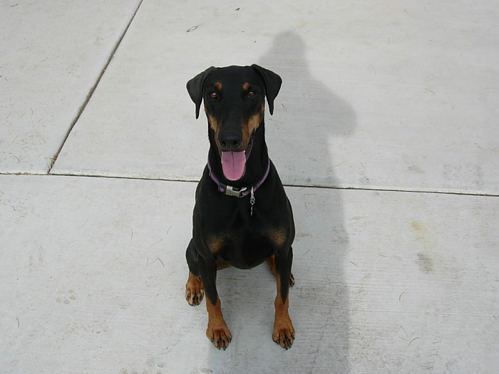 XJ Ask the Question Thread-doberman-5-.jpg