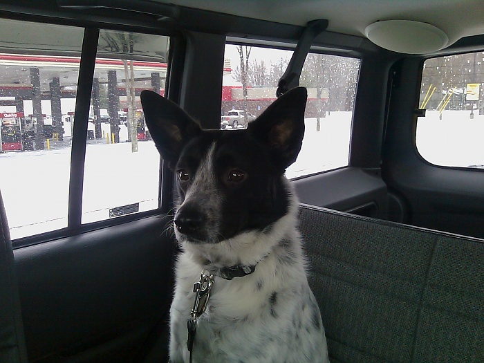 Your Dog in Your XJ-image_029.jpg
