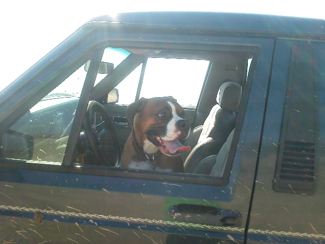 Your Dog in Your XJ-forumrunner_20120417_071210.jpg