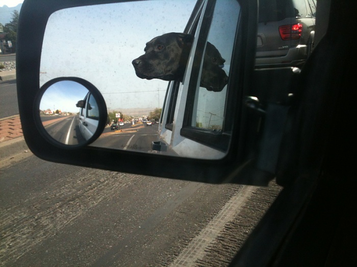 Your Dog in Your XJ-image-721703068.jpg
