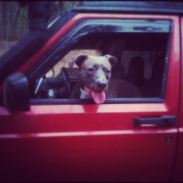 Your Dog in Your XJ-image-128092944.jpg