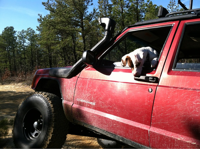 Your Dog in Your XJ-image-1013929601.jpg