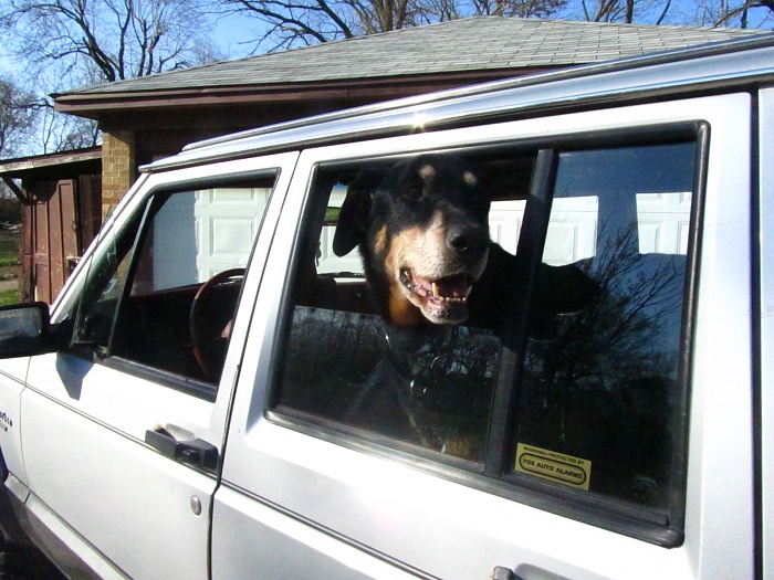 Your Dog in Your XJ-031.jpg