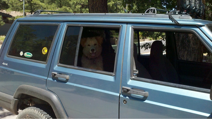 Your Dog in Your XJ-image-2734868738.jpg